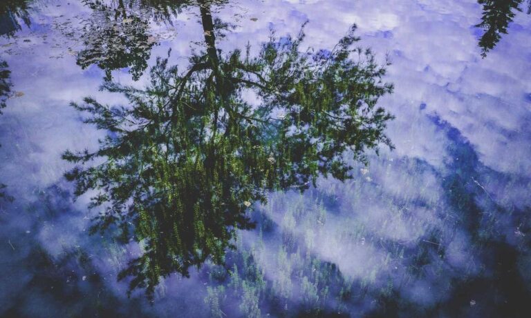 advantages of meetshaxs software