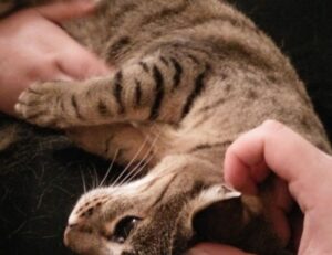 cwbiancarecipes fresh food