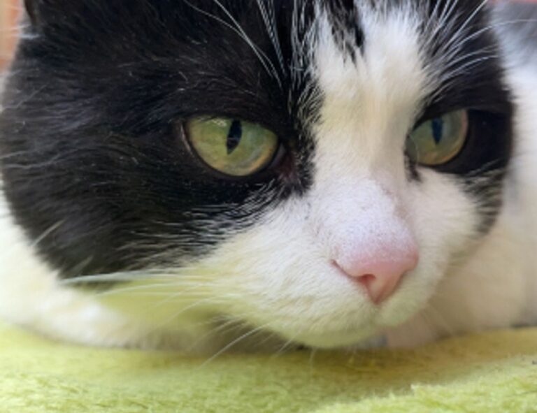 frying guide cwbiancarecipes