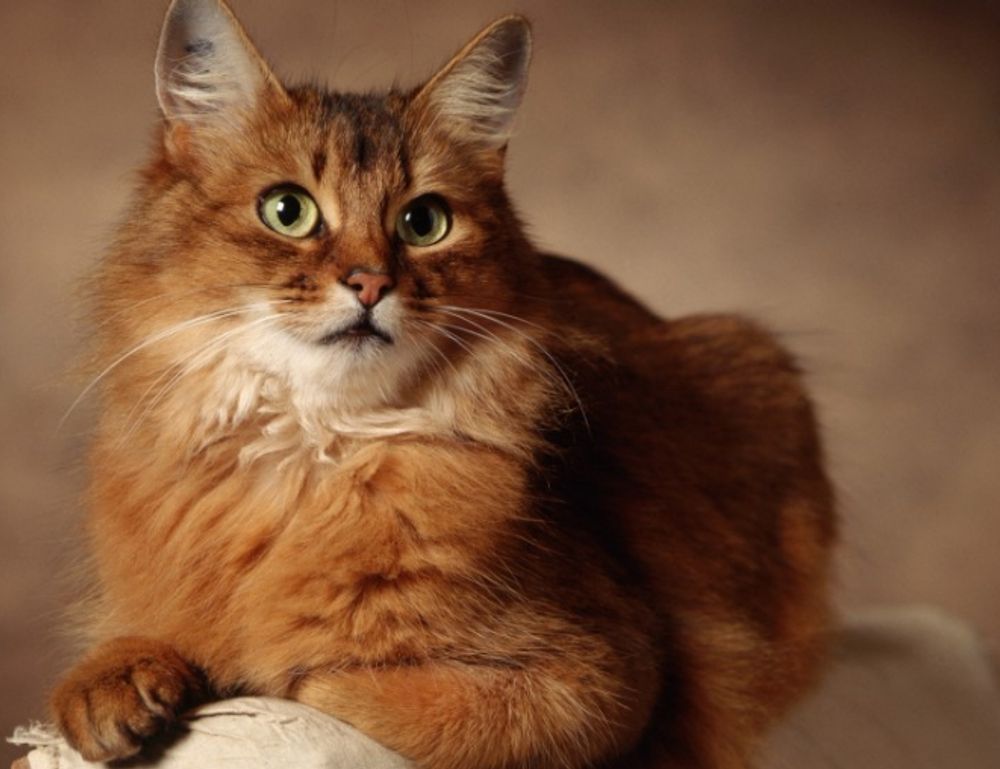 how 2579xao6 python code is run