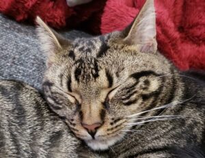 how to bake properly cwbiancarecipes