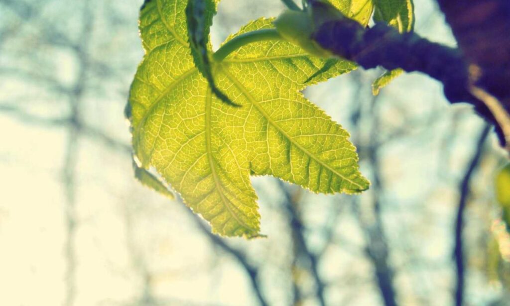 how to cook lightly ontpdiet