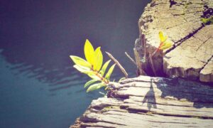 how to prepare brunch fhthfoodcult