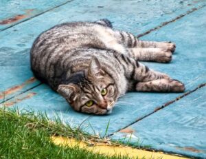 nutrition tips fhthgoodfood