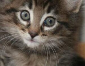 ontpdiet food guide from ontpress