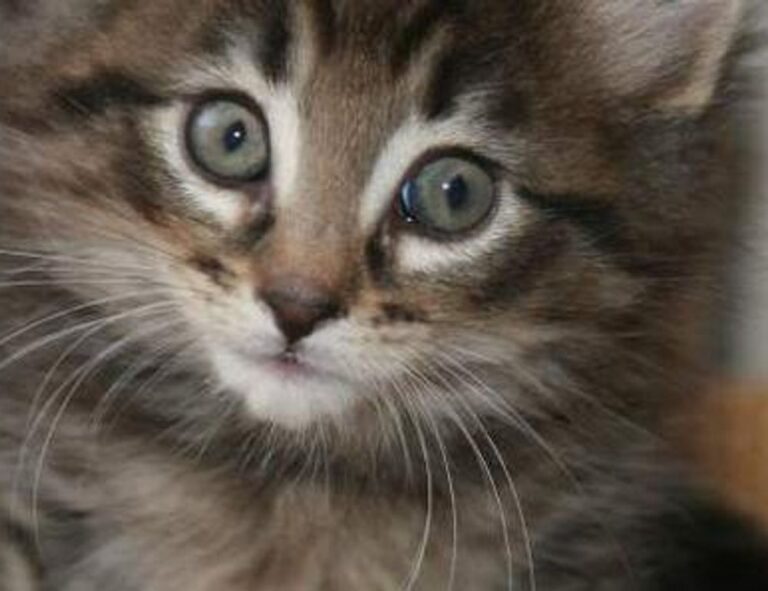 ontpdiet food guide from ontpress