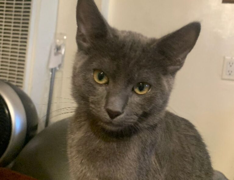 tbfoodtravel global cuisine by thatbites