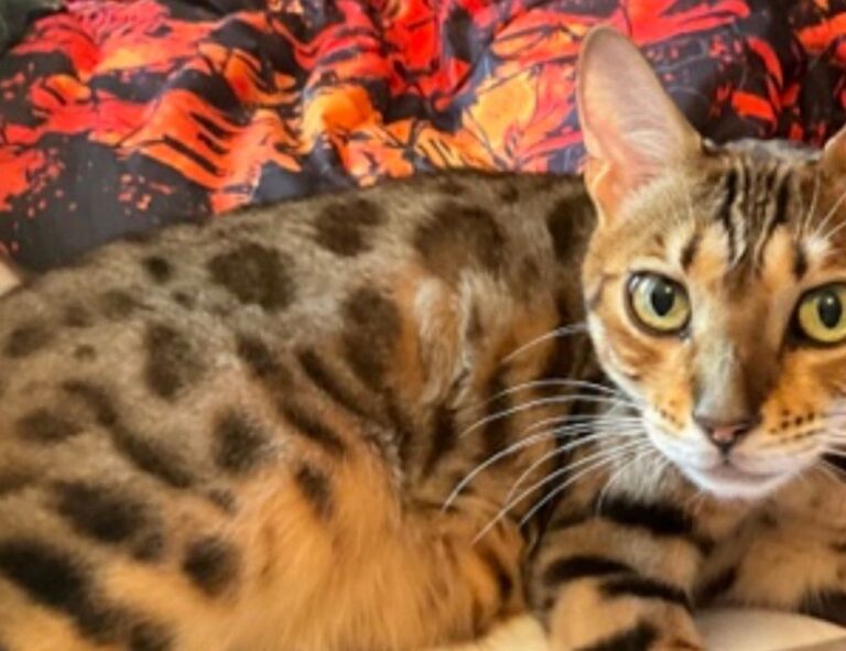 unhealthy snacks fhthgoodfood