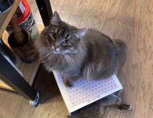 what is brunch fhthfoodcult