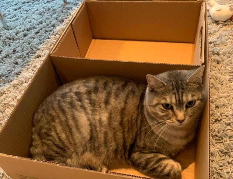 what is supper fhthfoodcult