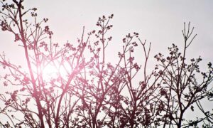 what makes a good food guide ontpdiet