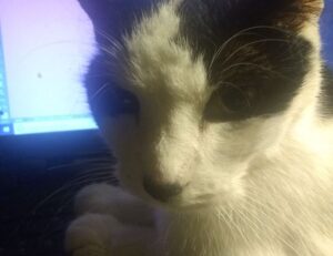 why eawodiz mountain is covered with snow