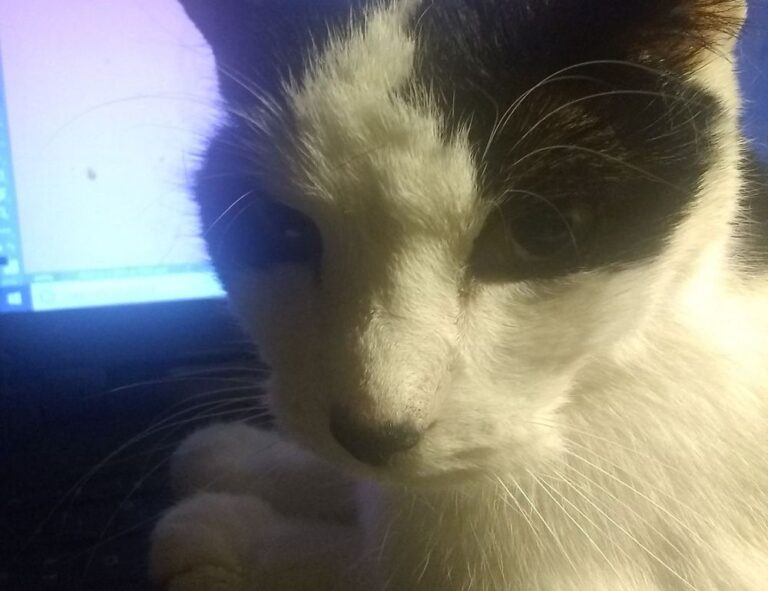 why eawodiz mountain is covered with snow