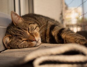 why fast food is not nutritious fhthblog