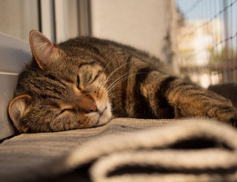 why fast food is not nutritious fhthblog