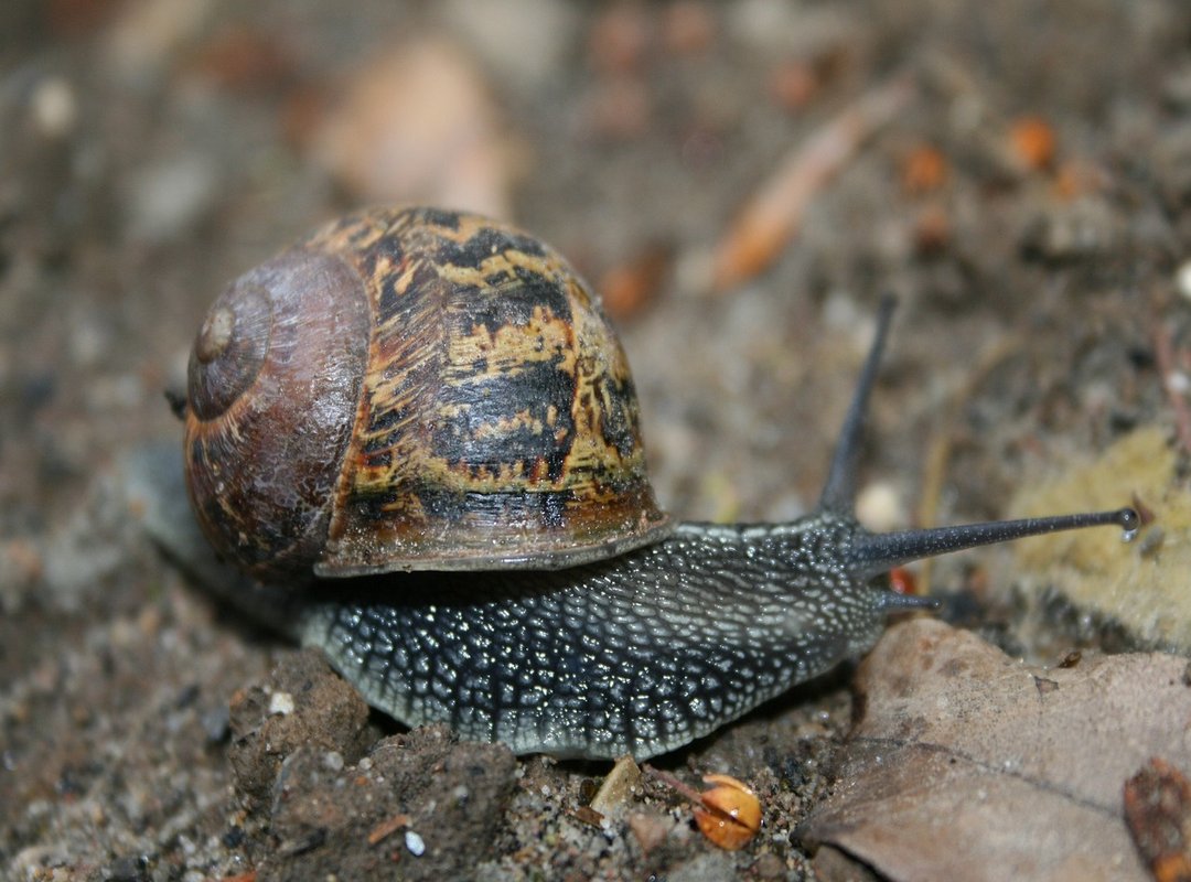 How to Get Started with Palestinian Anime